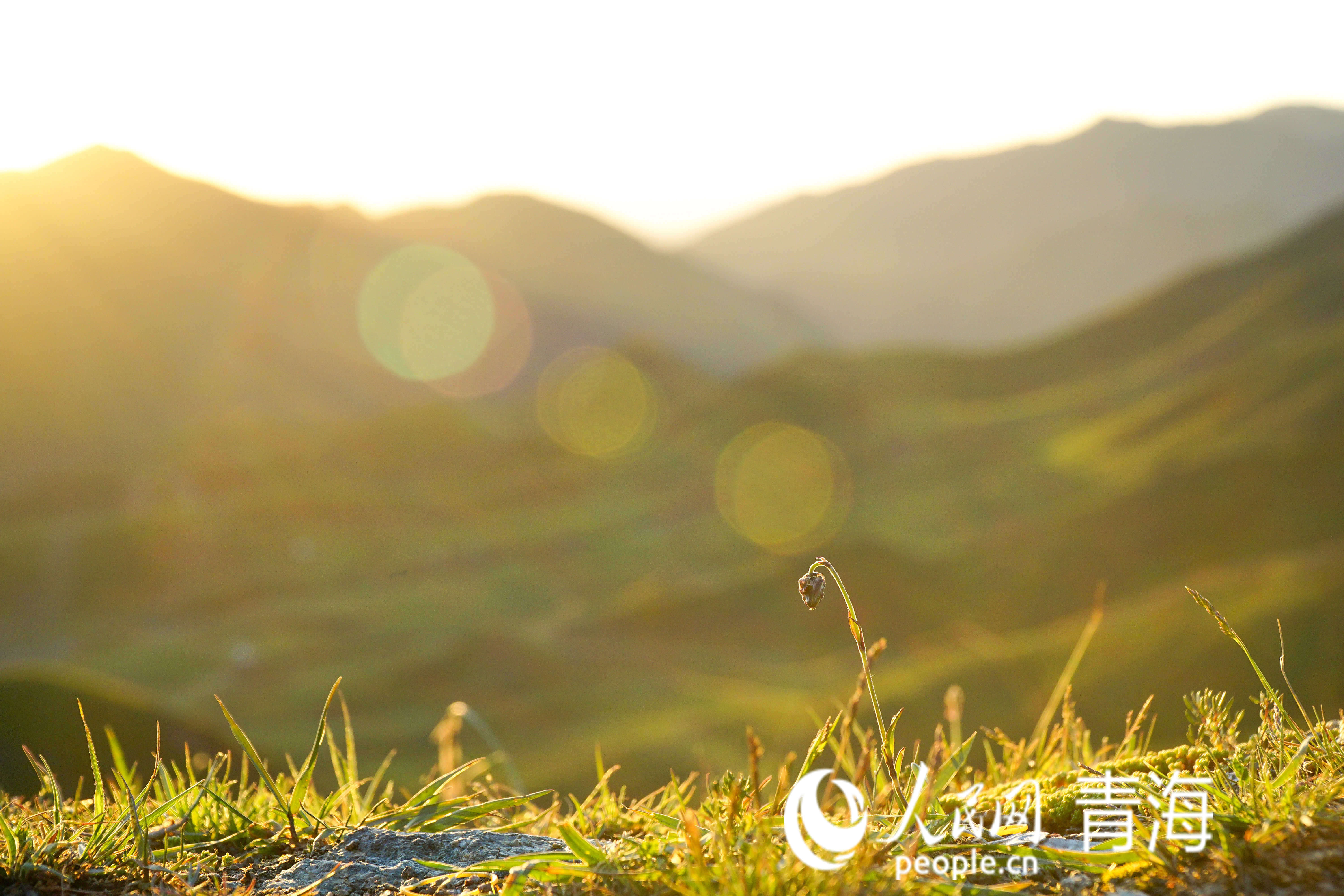 陽光滋養(yǎng)著大地。人民網(wǎng) 況玉攝