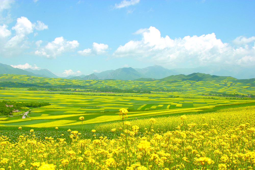 青海綠色有機(jī)農(nóng)畜產(chǎn)品輸出地建設(shè)加速“奔跑”2021年，累計(jì)向省外輸出牛羊肉、油料、青稞、露地蔬菜等農(nóng)畜產(chǎn)品價(jià)值達(dá)133億元……這張成績單上，每一個(gè)數(shù)字的攀升，都是青海打造綠色有機(jī)農(nóng)畜產(chǎn)品輸出地踏實(shí)前行的腳印。