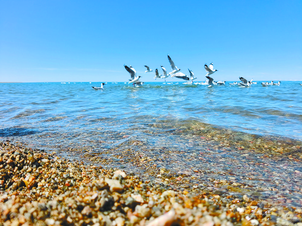 青海湖景觀。青海日?qǐng)?bào)記者 魏雅琪 攝