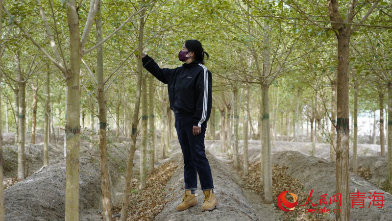 蘇婭查看樹木生長情況。人民網(wǎng) 況玉攝