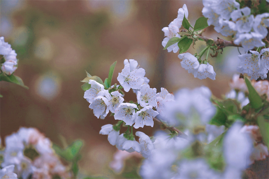 櫻桃花開(kāi)春意濃。嚴(yán)京升攝