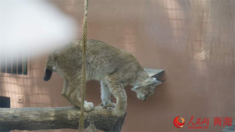 猞猁。人民網(wǎng) 況玉攝