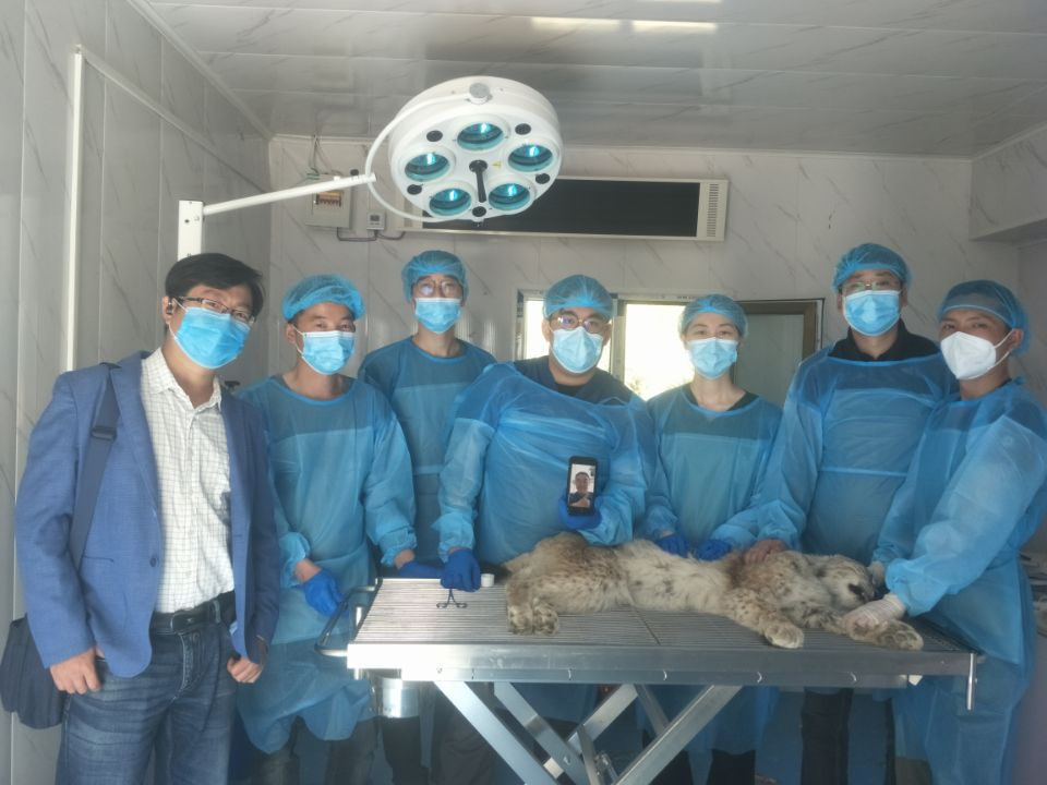 “天線寶寶”猞猁得到了專業(yè)的救助與妥善安置。受訪者供圖