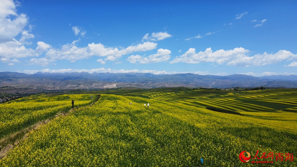 遜讓鄉(xiāng)油菜花田。人民網(wǎng) 陳明菊攝