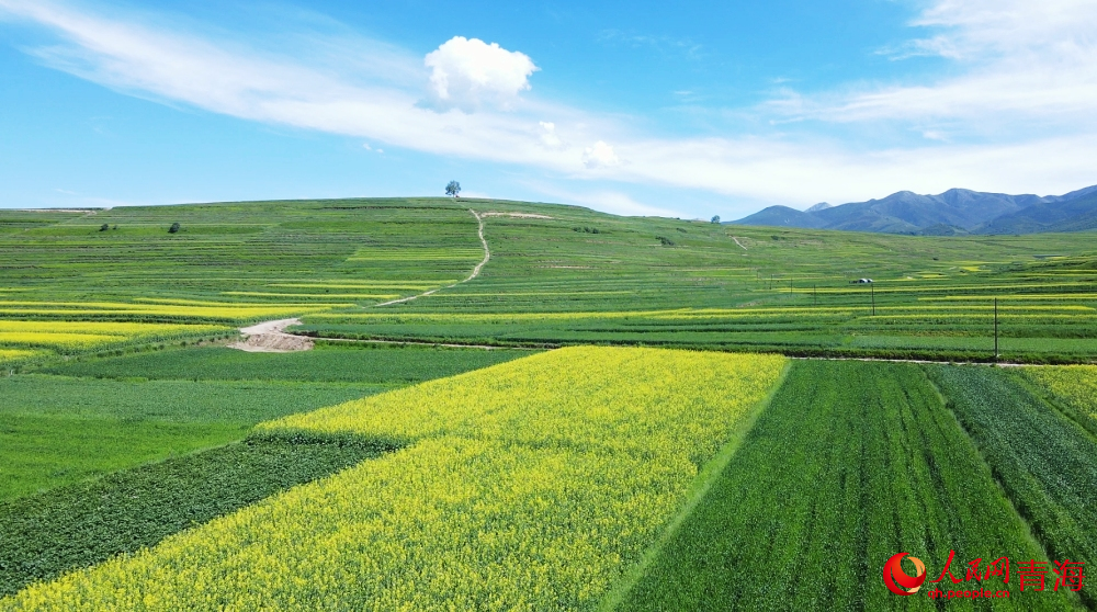 油菜花田邂逅盛夏。人民網(wǎng) 陳明菊攝