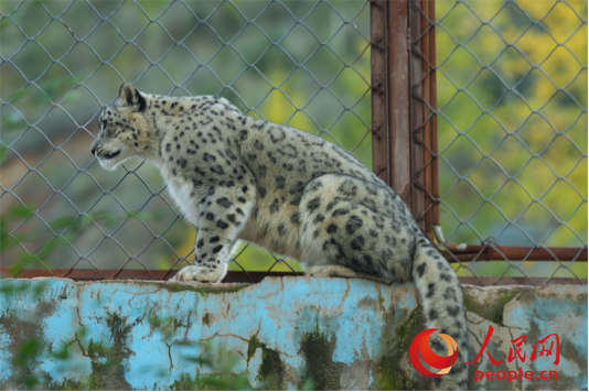 西寧野生動物園救護的雪豹。人民網(wǎng)記者 甘海瓊攝