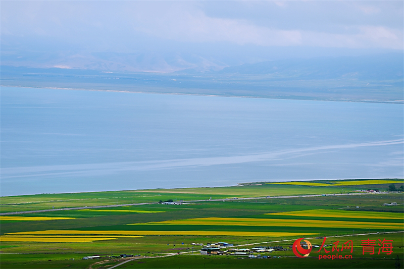 青海湖畔油菜花盛開(kāi)。人民網(wǎng) 陳明菊攝