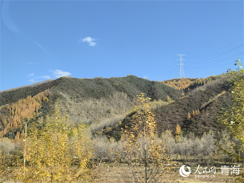 大通縣東峽鎮(zhèn)的絢爛秋景。人民網(wǎng) 馬可欣攝