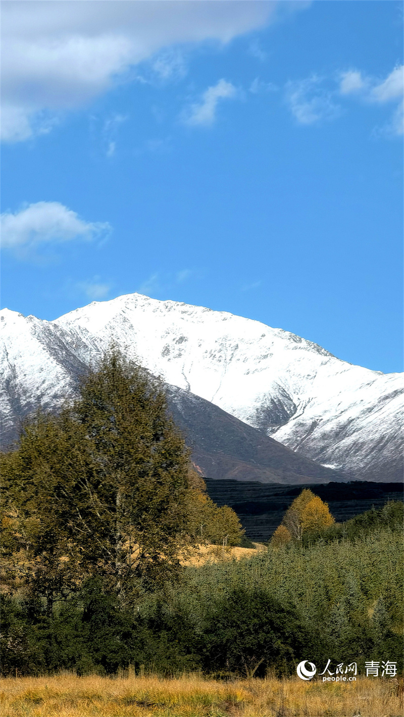 在大通縣東峽鎮(zhèn)，橙黃與雪白交織。人民網(wǎng) 馬可欣攝