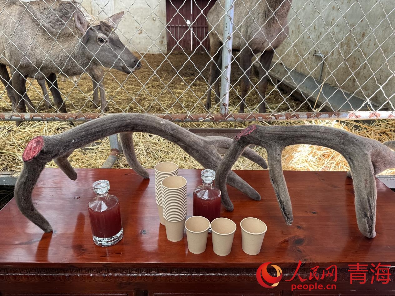 鹿茸及鹿血酒產(chǎn)品。人民網(wǎng) 況玉攝