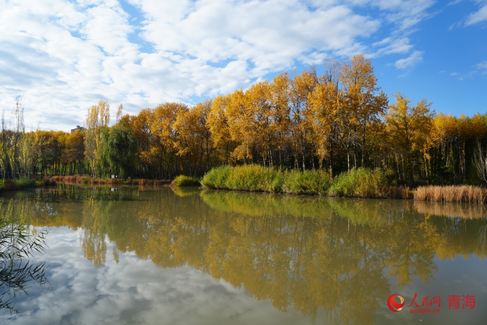 西寧湟水國家濕地公園秋韻。人民網(wǎng) 陳明菊攝