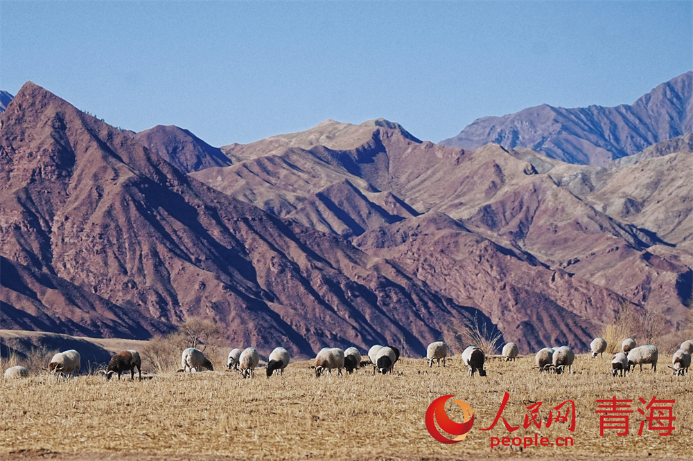 祁連山下好牧場(chǎng)。人民網(wǎng)記者 甘海瓊攝
