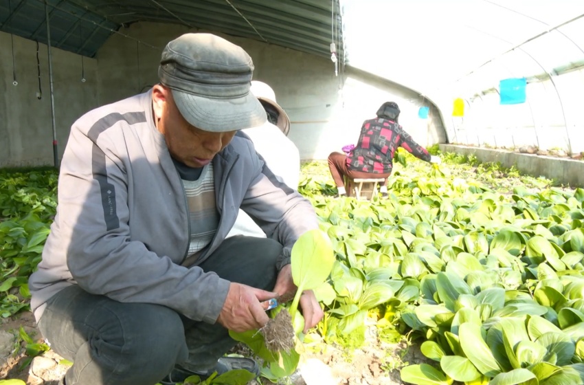 趙生德正忙著采摘蔬菜。冶敏攝