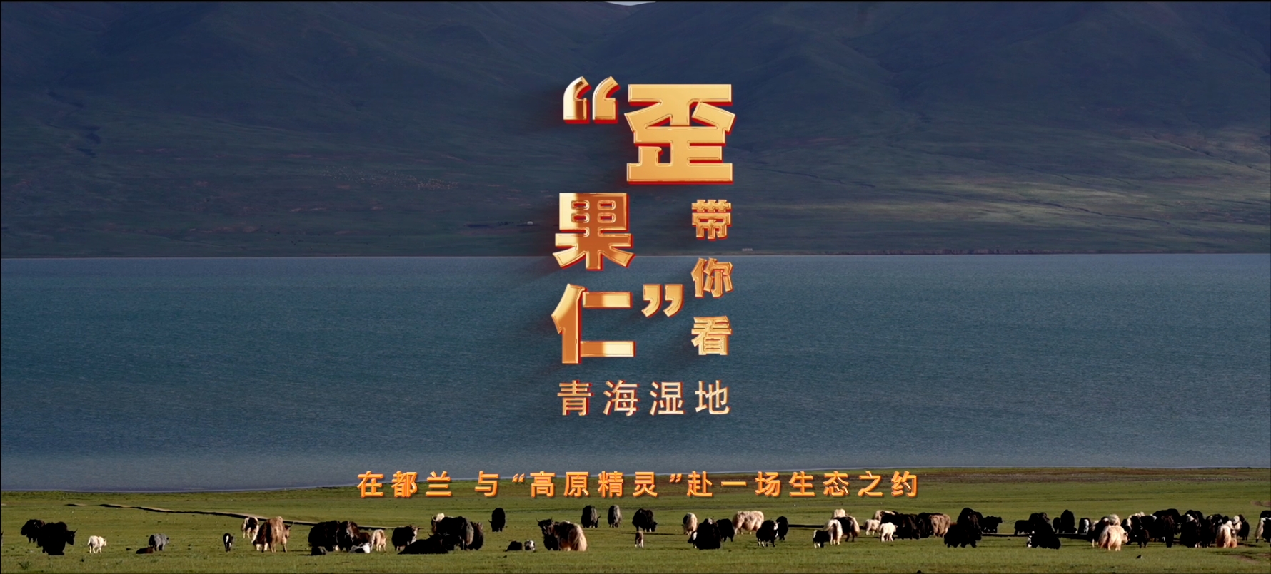 “歪果仁”帶你看青海濕地 | 與“高原精靈”赴一場(chǎng)生態(tài)之約