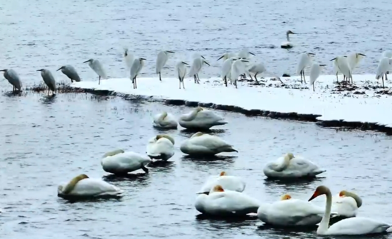 青海湖監(jiān)測到水鳥770余只