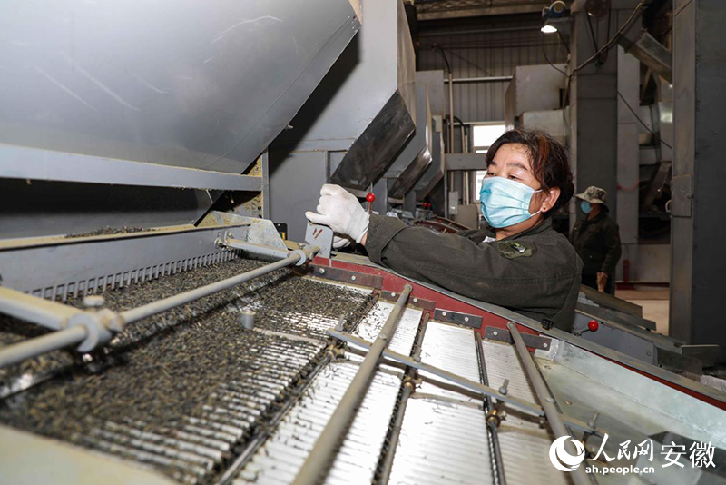 安徽金寨，工人加工出口的夏秋茶。人民網(wǎng)記者 張俊攝