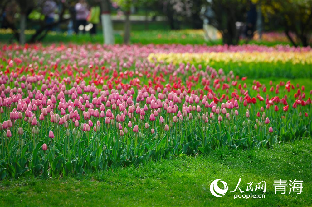 雨后初晴，公園內(nèi)五彩斑斕的郁金香似畫(huà)一般。人民網(wǎng) 馬可欣攝